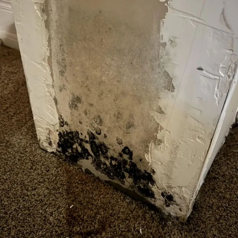 Professional Mold Removal in Franklin County, KY